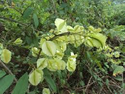 Image result for Combretum paniculatum