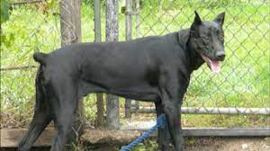 12 Canis Panther Ideas Canis Doberman Dogs