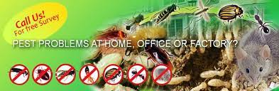 It has an over 10 years experience and we cover all general pest control services including timber pests and we have a solution for ants, rats and mice. Pest Control Services Srilanka Termite Control General Pest Control