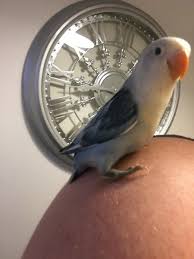 1 10 Birds For Sale Birds Birbs
