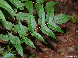 Image result for Ailanthus