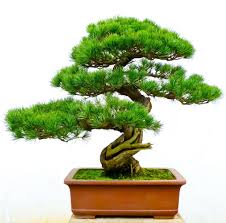 Miyagi, he stumbles upon him clipping away at his bonsai tree. How To Make A Moyogi Style Bonsai Tree The Bonsai Seed