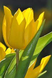 Tulips From Tesco Amazing Flowers Beautiful Flowers Yellow Tulips