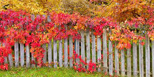 Hier erfahren sie welche pflanzen man im herbst schneiden sollte. Garten Im Herbst Herbstpflege Im Garten Gartenkalender