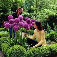 20x Purple Giant Allium Giganteum Flower Seeds Garden Plant Planting Flowers Plants Flower Seeds