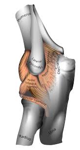 Cbse class 9 science chapter 5 tissues exercise questions with solutions to help you to revise with the help of diagram show the difference between striated muscle fibre, smooth muscle fibre tendon: Tennis Elbow Wikipedia