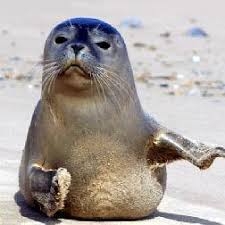 Elsie Temple (@ElsieTemps)