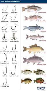 Hook To Fish2 Jpg 600 1 154 Pixels Fish Fishing Tips Trout Fishing Tips