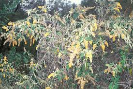 Image result for Bobgunnia madagascariensis