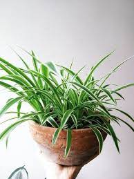 kurdele cicegi chlorophytum 2021 bi tki yesil cicek