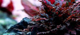 Image result for Hygrophila