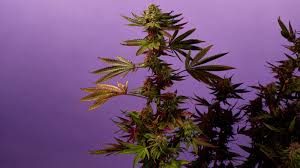 Cfl lights for growing weed are the most commonly used option for beginners. How To Choose Cfl Lights For Your Home Grow Weedmaps
