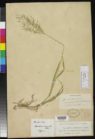 Image result for Sporobolus ioclados