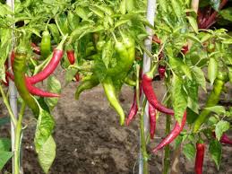 Mit.auch peperoni und chili gehören zur paprikafamilie. Paprika Tipps Zur Pflanzung Und Pflege Mein Schoner Garten
