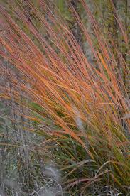 Image result for Sorghastrum