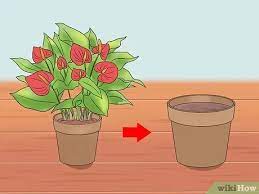 With striking flowers, anthurium makes an attractive indoor plant. How To Grow Anthurium Plants 15 Steps With Pictures Wikihow