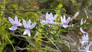 Image result for Cyphia brachyandra