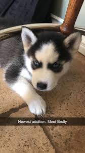 My First Husky Husky Huskies Husky Dogs Husky Pics Beautiful Dogs