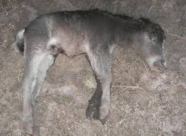 Miniature Horse Fetus Development