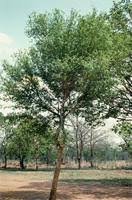 Image result for Berchemia zeyheri