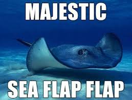 Alternate Animal Names Majestic Sea Flap Flap 8 27 Funny Animal Names Sea Flap Flap Majestic Sea Flap Flap