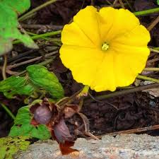 Image result for Embelia ruminata