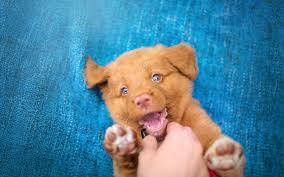 His strong retrieving desire and. Bilder Tiere Welpen Retriever Pfote Blick Nova Scotia Duck Tolling