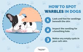 Image result for cuterebriasis in dogs