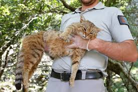 Your cat's ears are important! Corsica S Cat Fox On The Trail Of What May Be A New Species