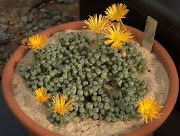 Image result for Aizoaceae