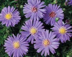 Sapphire Mist Aster Dumosus Proven Winners Fall Perennials Fall Flowers Garden Aster Flower