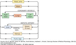 Blood As A Circulatory Fluid The Dynamics Of Blood Lymph