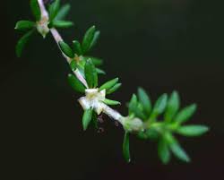 Image result for Cliffortia serpyllifolia
