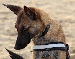 A subreddit for owners, soon to be owners, and enthusiasts of the exquisite belgian malinois. Small Female Belgian Malinois Sitting On The Beach Thinking Stock Photo Picture And Royalty Free Image Image 145375519