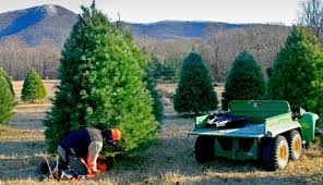 Herein, when can you transplant blue spruce trees? How To Grow Your Own Christmas Tree Plants Hobby Farms