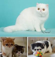 Are you looking to buy an exotic car? Exotic Shorthair Cat Breeders Oregon Kittysites Com