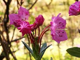 Find the best dates for planting and transplanting vegetables and fruit! Camosun Bog Nature Walk Nature Vancouver