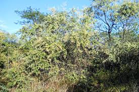 Image result for Tarchonanthus camphoratus