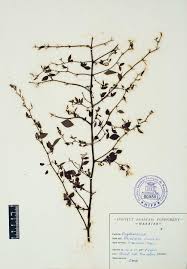 Image result for Rhynchosia heterophylla