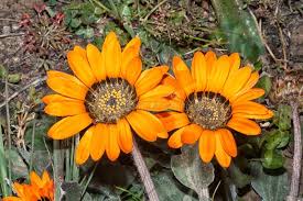 Image result for Gazania krebsiana