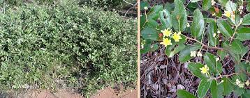 Image result for Grewia hornbyi