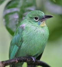 Birds Of Prey Wikipedia Indonesia Pin On Birds Around The World