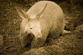 Maybe you would like to learn more about one of these? List Of African Animals Beginning With Letters A To Z