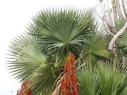 Paurotis grow in densely packed clusters of tall, thin. Acoelorrhaphe Wrightii Paurotis Palm Treeworld Wholesale