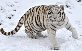 All of the tiger wallpapers bellow have a minimum hd resolution (or 1920x1080 for the tech guys) and are easily downloadable by clicking the image and saving it. White Tiger Wallpapers Hd 1080p By Abby Kirk Tiger 4k 825x550 Download Hd Wallpaper Wallpapertip