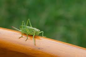 Crickets, family gryllidae (also known as true crickets), are insects somewhat related to grasshoppers and more closely related to katydids or bush crickets (family tettigoniidae). Animal Bug Cricket Grasshopper Green Insect Jumper Katydid Leg Legs Locust Pikist