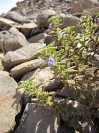 Image result for Ptycholobium plicatum