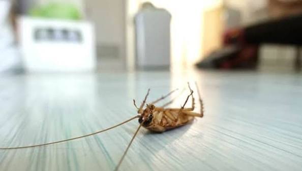 Why Do Roaches Die on Their Backs? The Dead Roach Position