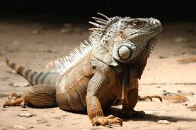 How To Care For An Iguana Iguana Iguana Pet Animals