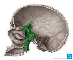 View the floor of the cranium superiorly (figure 1) and note the sphenoid articulations. Sphenoid Bone Anatomy Function And Development Kenhub